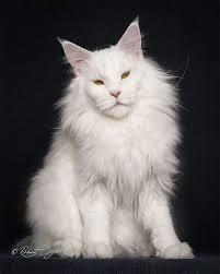 แมวเมนคูนสีขาว 1