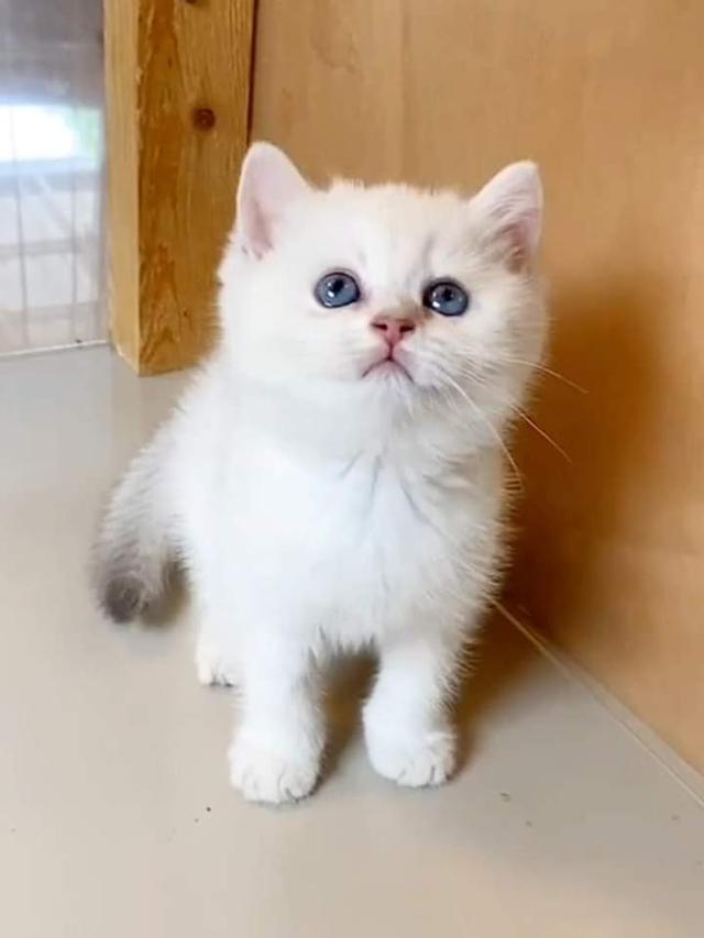 แมว British Shorthair  2