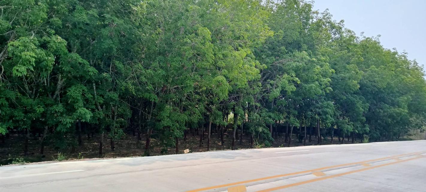 ขายที่ดินติดถนนนิคมสาย9 ระยอง เนื้อที่ 31-2-52.3 ไร่ ใกล้แยกมาบข่า-แยกนิคมพัฒนา ปัจจุบันเป็นสวนยาง 2.5 ล้าน/ไร่ 2