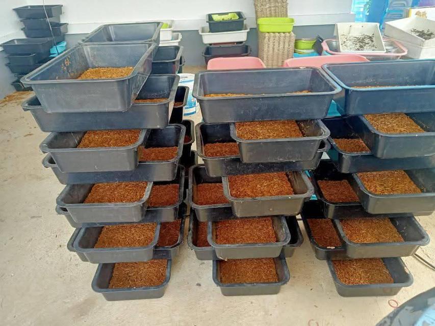 หนอนนก อาหารสัตว์กินแมลง อาหารสด ส่งเร็ว รูปที่ 4