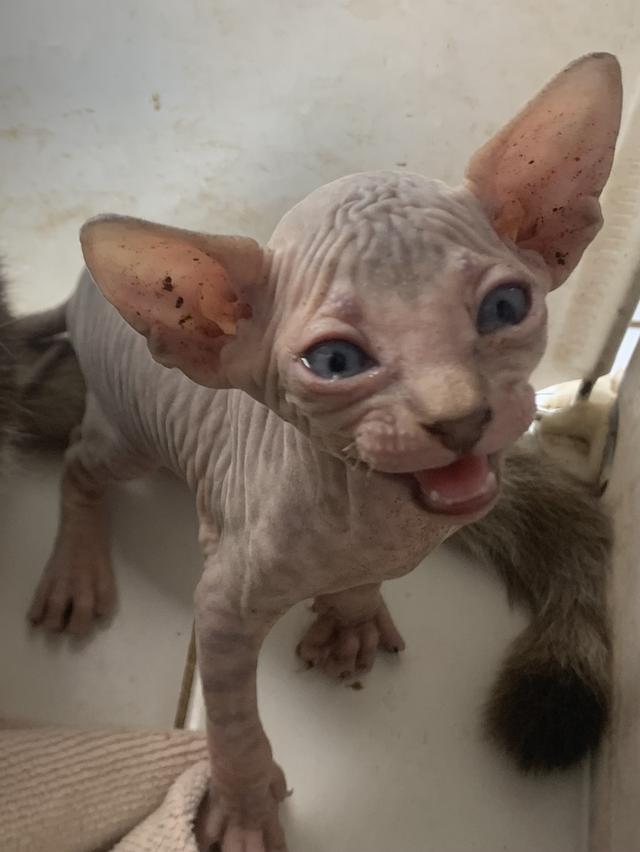 แมวสฟิงซ์ เพศ ชาย อายุ 1 เดือน