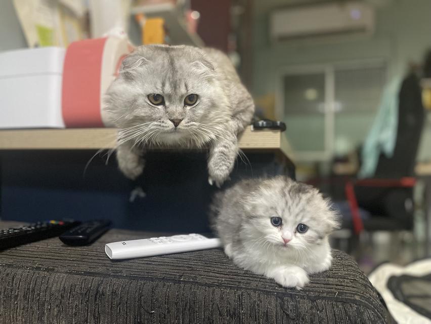 น้องแมวหูพับน่ารัก(หญิง)พร้อมย้ายบ้าน 9