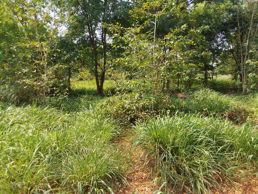 ที่ดินขอนแก่น 3 ไร่ 264ตร.วา 490,000บาท/ไร่ โซนท่าพระ-ดอนหัน อ.เมือง 6