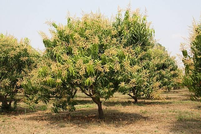 ที่ดินพร้อมสวนมะม่วงเชียงคานบ้านบุฮม 3