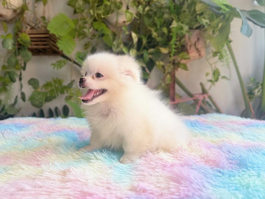 ปอมผสมชิวาวาสีครีม เพศเมีย พิกัดรามอินทรา