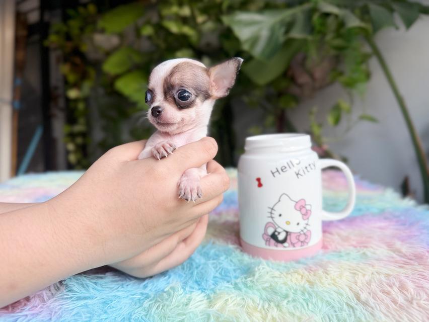 ชิวาวาแท้ ทีคัพ ขนสั้น เพศเมีย