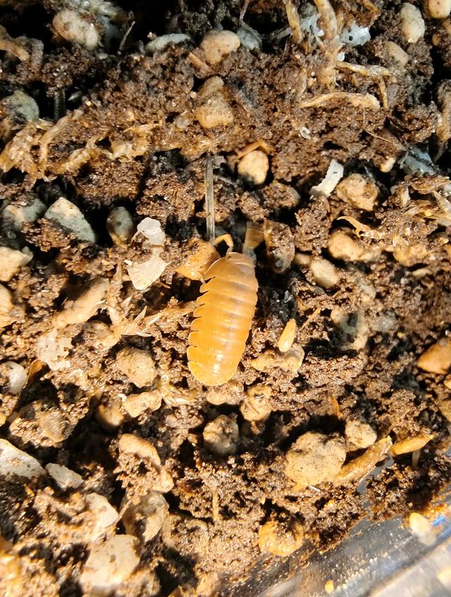 isopod ไอโซพอด murina Orange