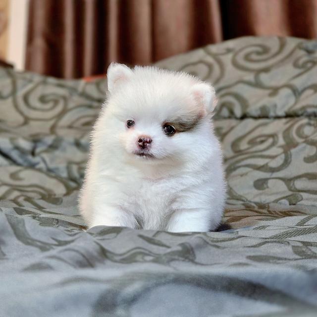 น้องซีมอนปอมน้อยน่ารักพร้อมซนมีบริการจัดส่งเก็บเงินปลายทางน้า