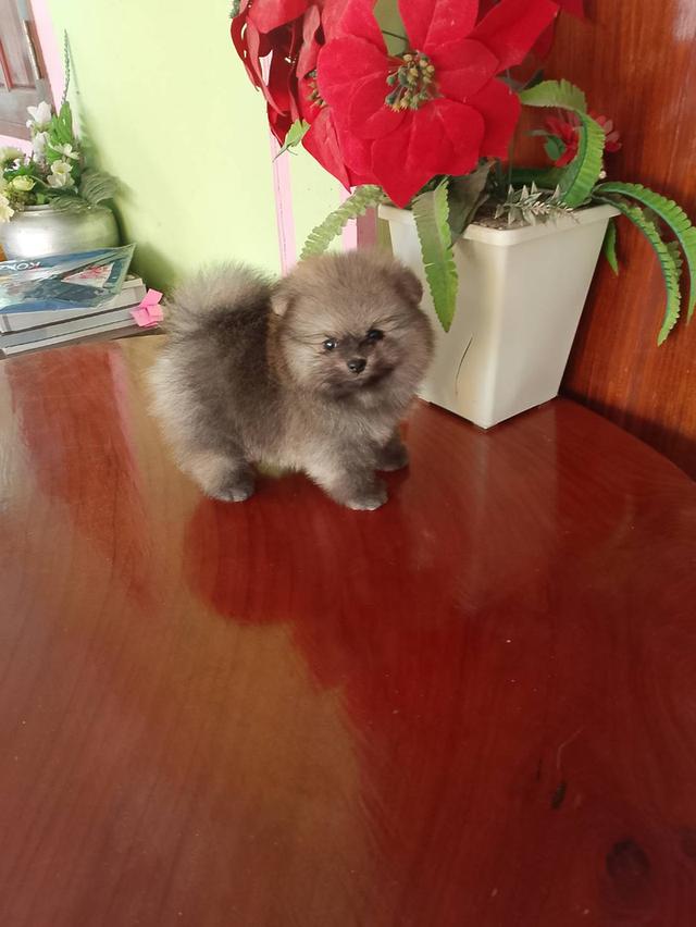 ลูกปอมฯพันธุ์แท้หน้าหมีสวยๆขนแน่นๆขาใหญ่ ลำตัวสั้น ขาสั้น จากพ่อแม่สายประกวด พร้อมส่งฉีดวัคซีนรวม 5 เชื้อเข็มที่ 1 ทักเป็นเจ้าของได้ตามเบอร์ รูปที่ 5