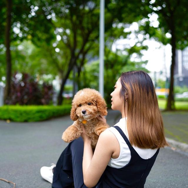 Goldendoodle Puppies Available