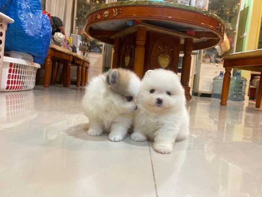 ลูกปอมแท้ น่ารัก จัดส่งฟรี