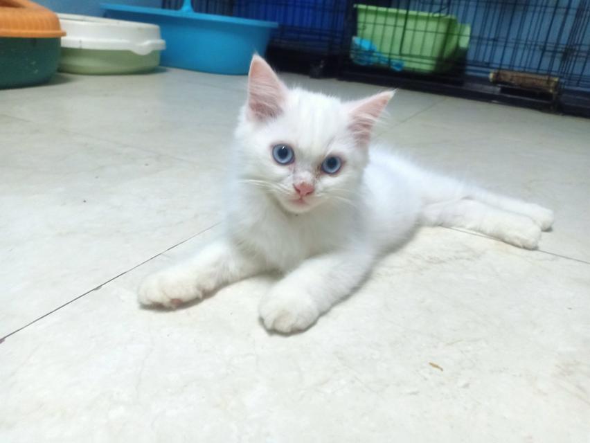 ลูกแมวเปอร์เซีย 1แถม1