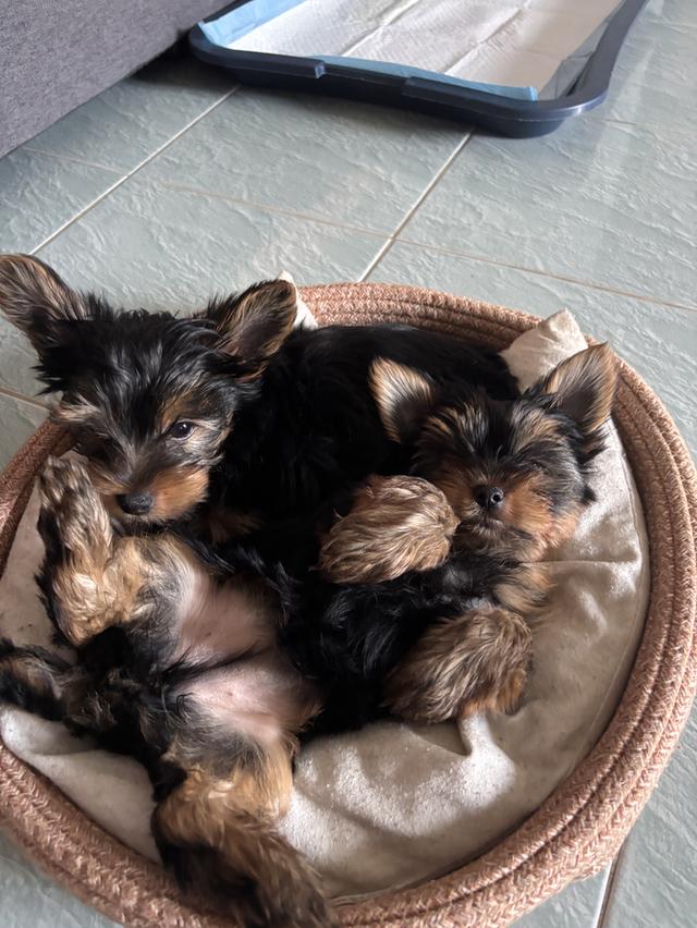 Dog Yorkshire terrier รูปที่ 2