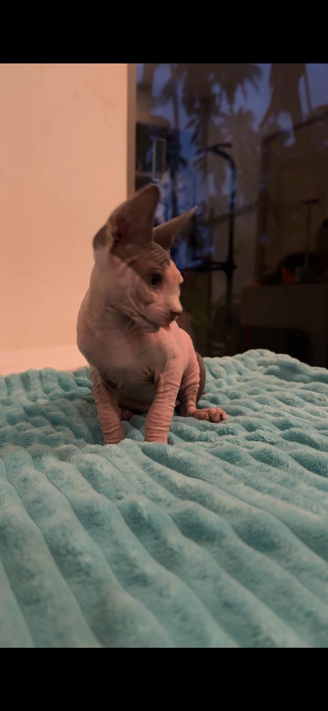 cute white sphinx raised with love and care รูปที่ 4