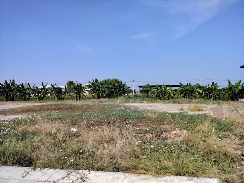 ขายที่ดินเปล่าถมเเล้ว 5