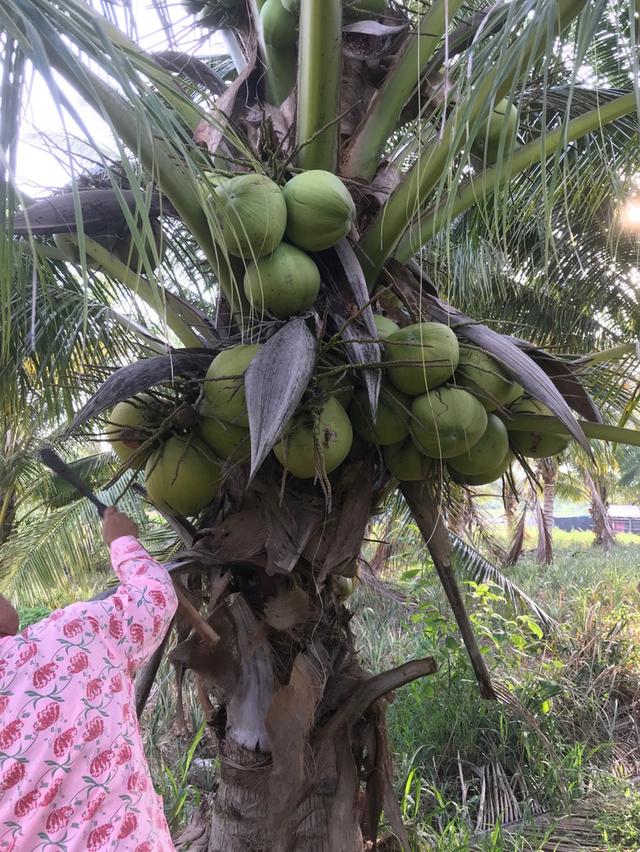 ที่ดินสวย ทำเลดี ราคาถูก 6