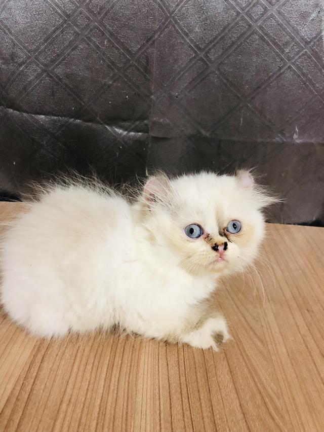 คนขายเลี้ยงเองครับ น้องแมวพันธุ์ อเมริกันเคิร์ลผสมหิมาลายัน เพศหญิง หูบิน ( ตาสีฟ้า ) 4