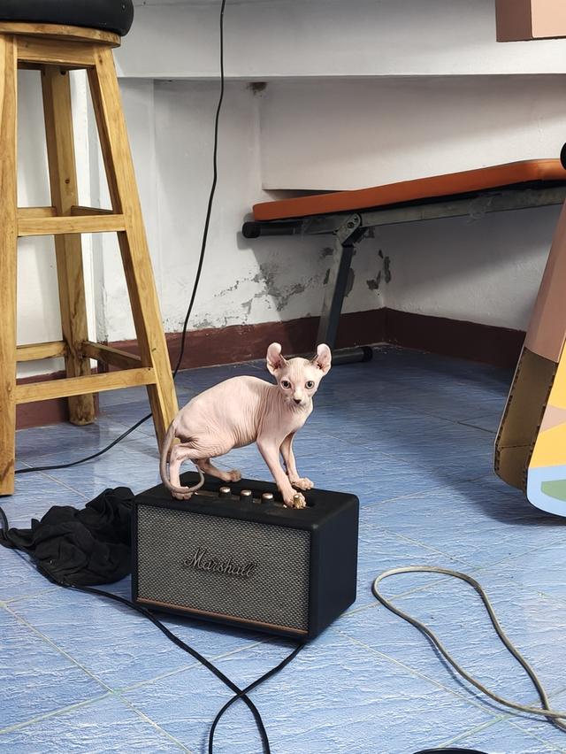 ดช.สฟิงซ์เอลฟ์หูพลิก รูปที่ 6