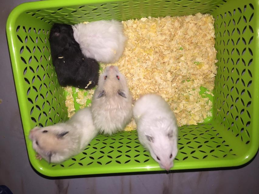 หนูแฮมเตอรรัสเซียค่ะ