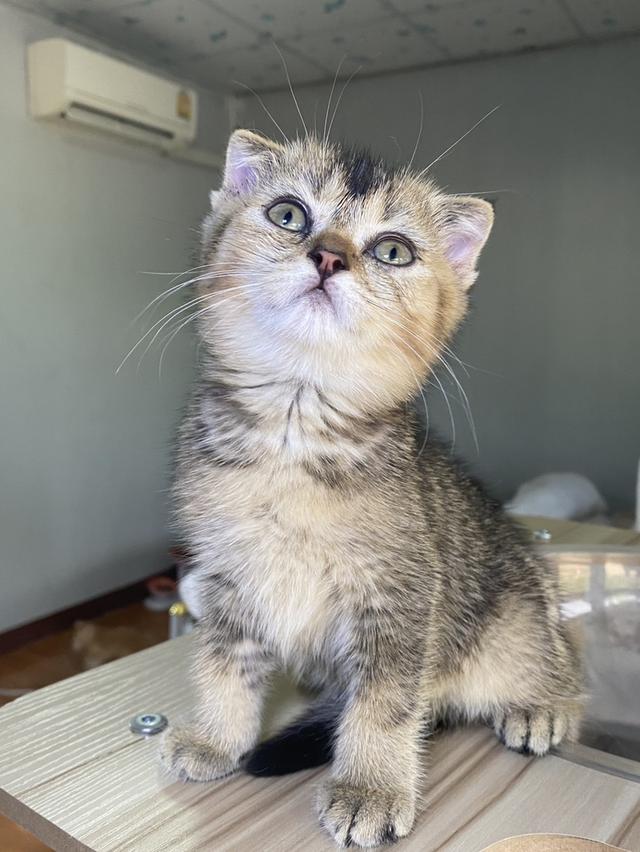 สก็อตติช ดญ 2เดือนพร้อมย้าย รูปที่ 5