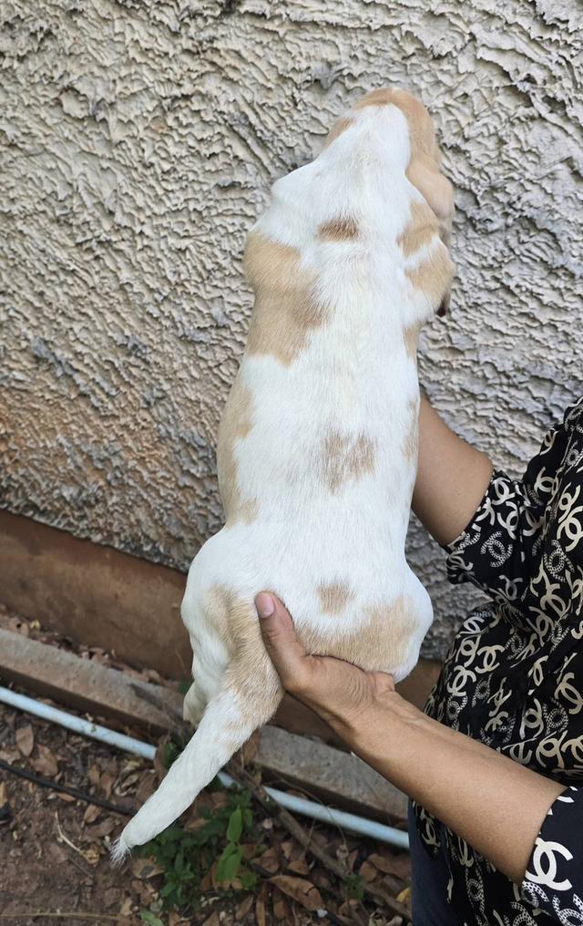 บาสเซ็ตฮาว์ดใบเพ็ดสมาคมพัฒนาพันธุ์สุนัข รูปที่ 17