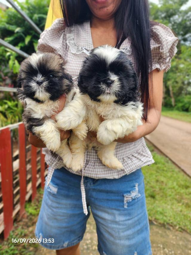 ชิสุสุนัขสายพันธุ์เล็ก