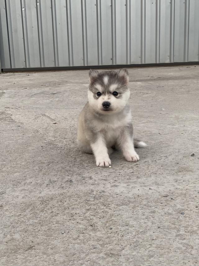 ไซบีเรียน เพศเมีย อายุ35วัน รูปที่ 2