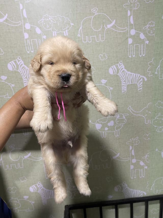 โกลเด้นรีทีฟเวอร์แท้