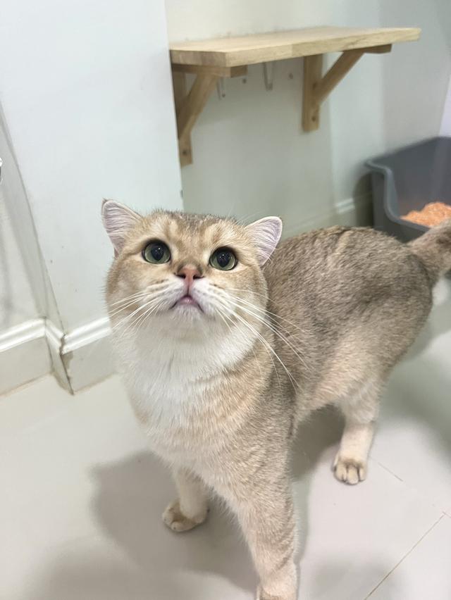 ดช.บริติช (พร้อมย้าย)