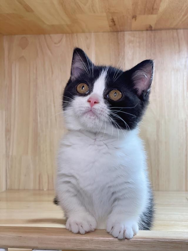 ลูกแมวมันช์กิ้น ขาสั้น และขาปกติ รูปที่ 11