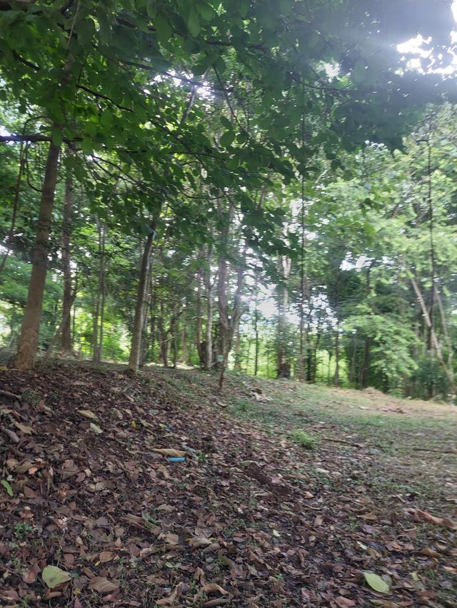 For Sale: Creekside Land in Baan Pong,  3