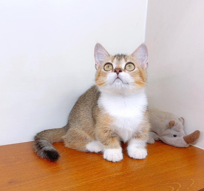 แมวขาสั้น(มันช์กิ้น) สายพันธุ์แท้ คุณภาพ รูปที่ 7