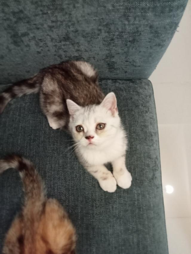 แมวสก็อตติช