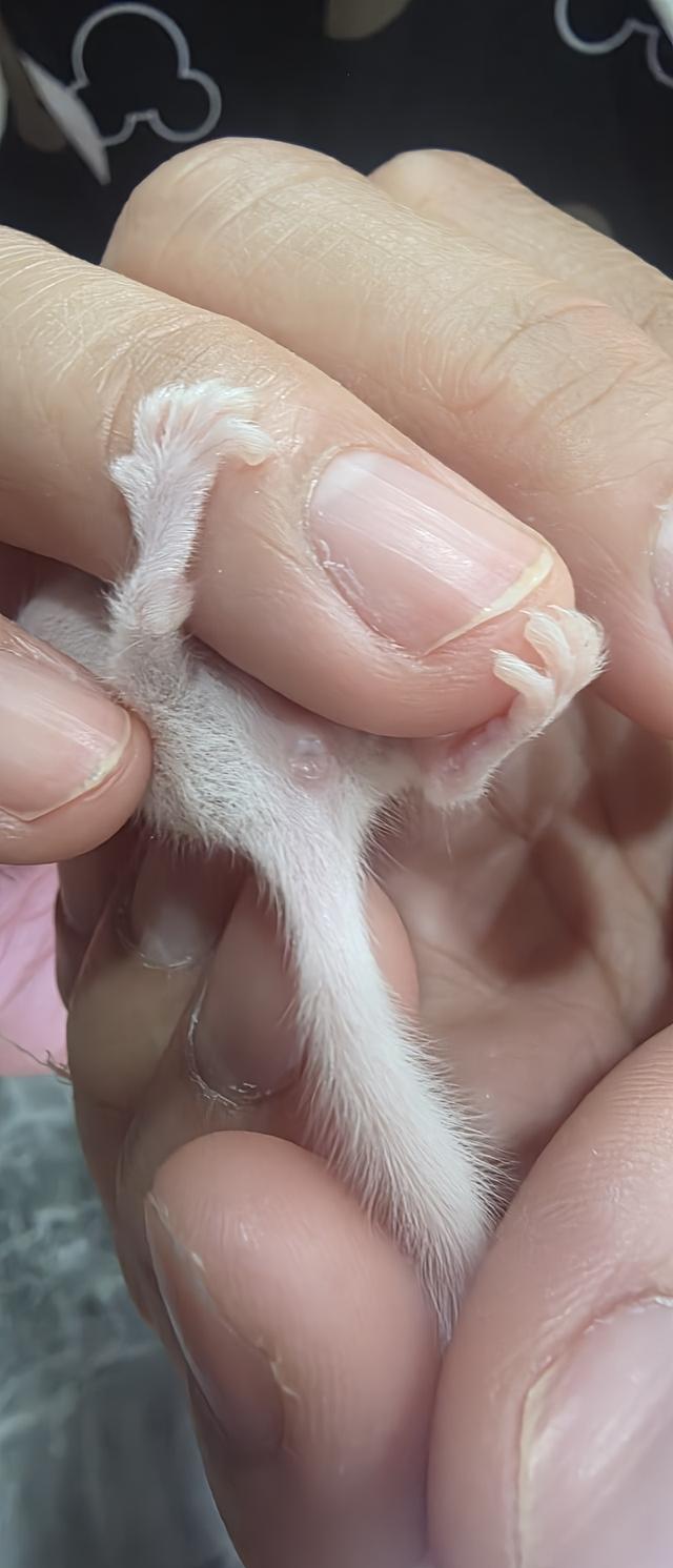 ดอร์เม้าส์ (Dormouse) รูปที่ 2