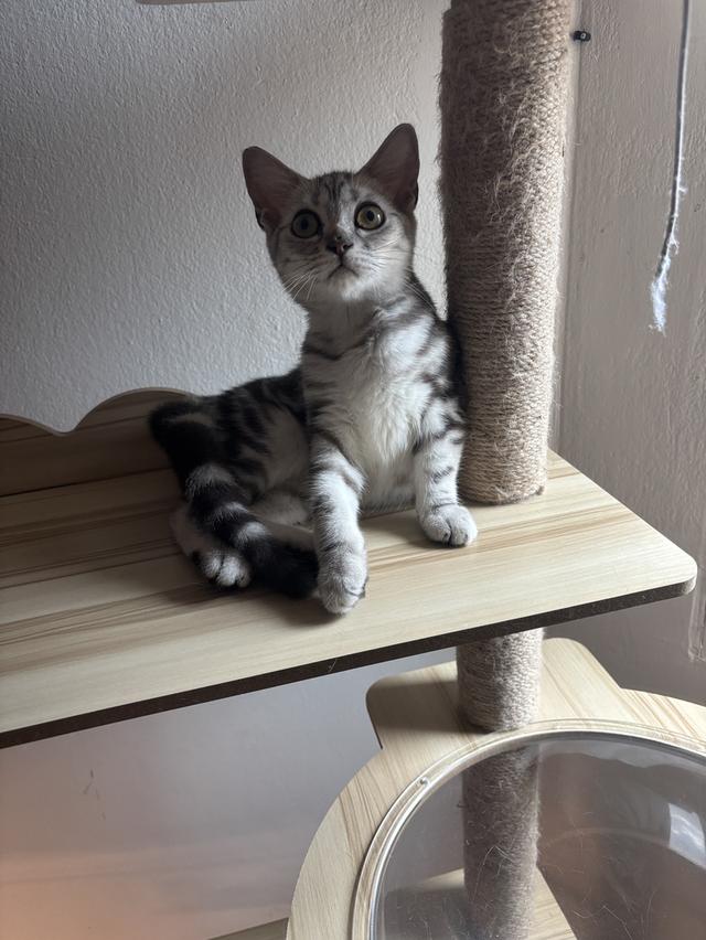 แมว อเมริกัน ช็อตแฮร์ รูปย่อยที่ 2