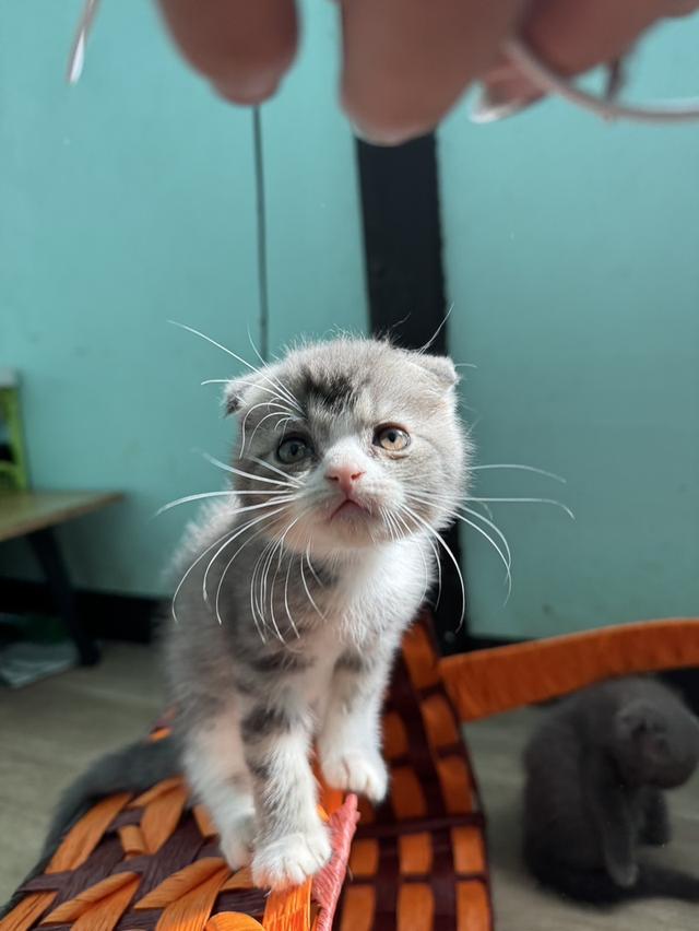 แมว Scottish fold สก็อตติชหูพับ 6
