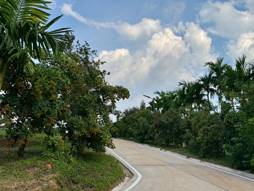 ขายสวนทุเรียนขั้นบันได + บ้านพักสไตล์รีสอร์ท บนเนินเขา วิวหลักล้าน 8