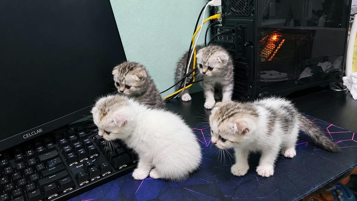 ลูกแมวพันธุ์สก๊อตติชโฟลด์