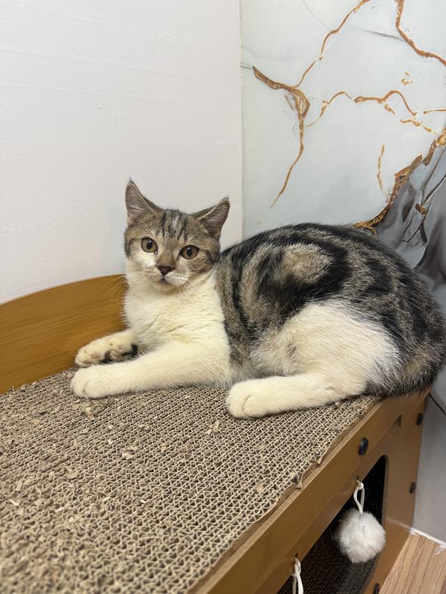 ลูกแมวพันธุ์สก๊อตติชแท้