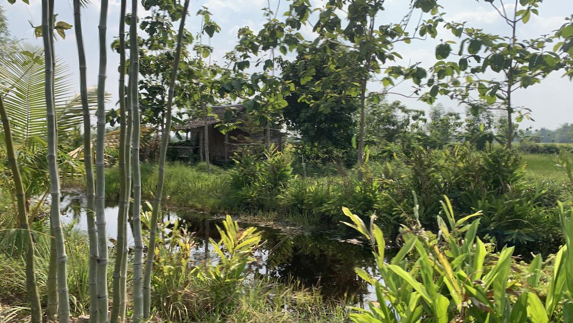 ที่ดินโคกหนองนา3.5 ไร่ 5