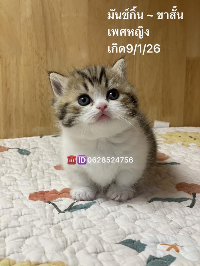 เปิดจองมันช์กิ้นบริติช ขาสั้น