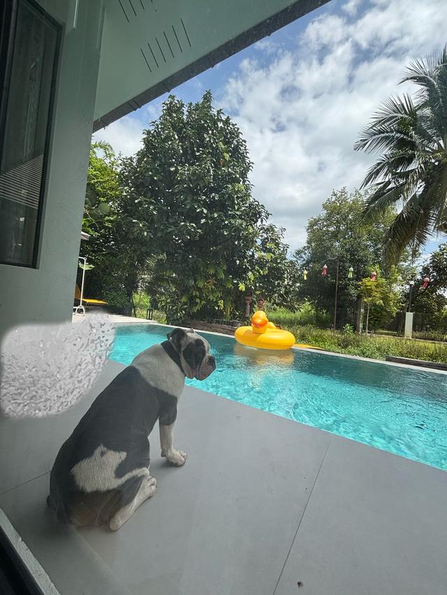 หาบ้านใหม่ให้บุลล็อก (American Bulldog) เพศผู้ อายุ 1 ปี — น้องร่าเริงและพลังเยอะมาก (เชียงใหม่)