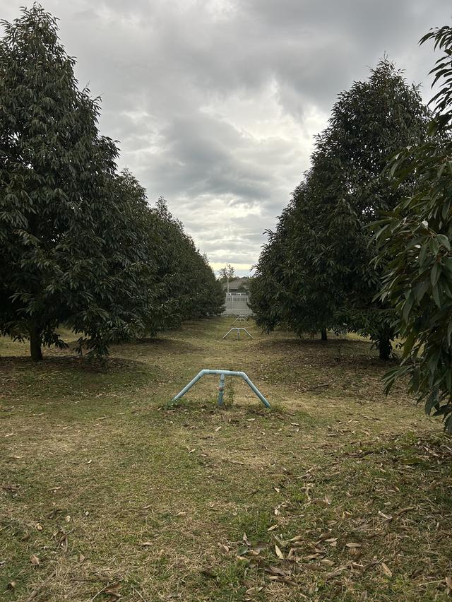 ขายสวนทุเรียน ชำฆ้อ หมู่5 เขาชะเมา 11