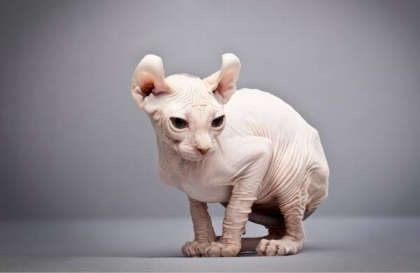 Don Sphynx – ดอนสคอย (หรือ Russian Hairless) 2