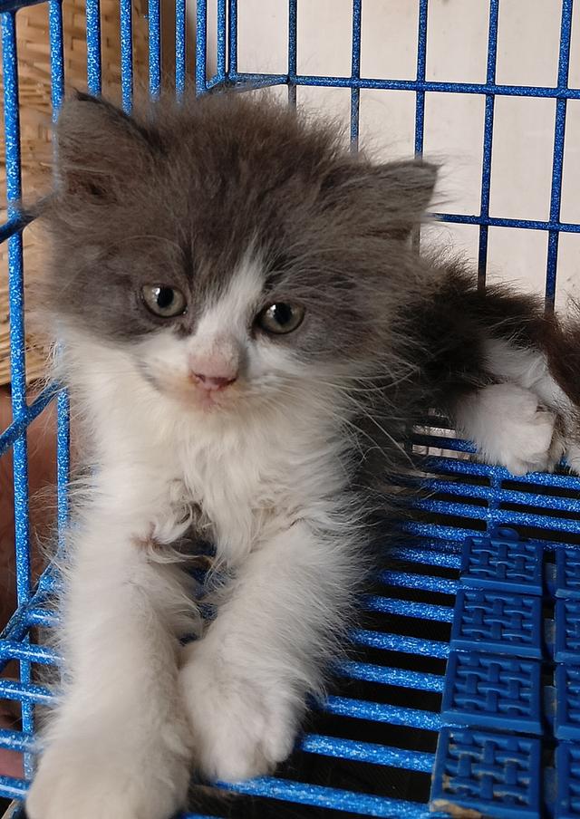 ลดราคาน้องแมวน่ารัก สก็อตติชเปอร์เซีย