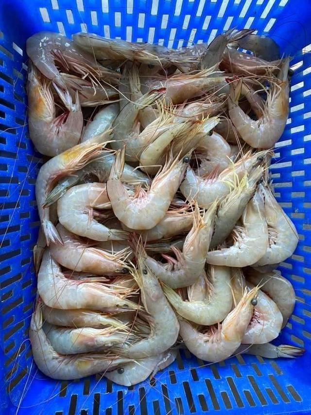 ขายกุ้งแช่บ๊วย เนื้อเด้ง พร้อมส่ง 3