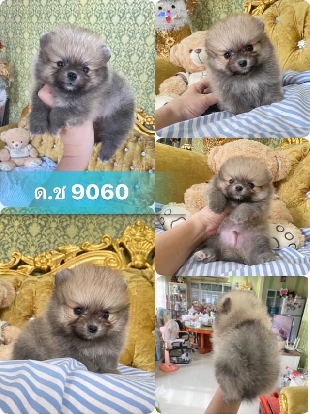ลูกปอมแท้ สอบถามได้ค่ะ 5