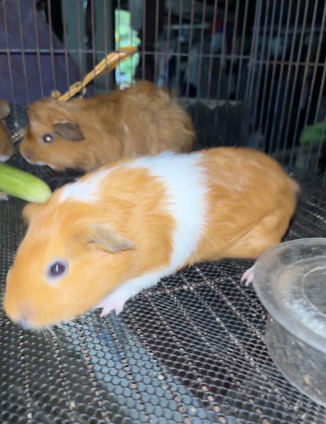 เปิดไฟเขียวหาบ้านใหม่! หนูตะเภาคู่ผู้-เมีย วัยละอ่อน 🐹✨1เดือน18วัน รูปที่ 6