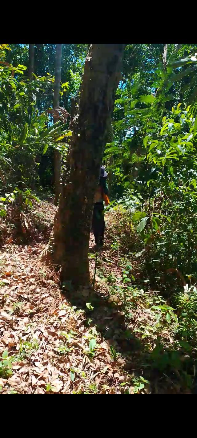 ที่ดิน บ้านคลองน้ำใส ต.คลองเคียน อ.ตะกั่วทุ่ง จ.พังงา 1