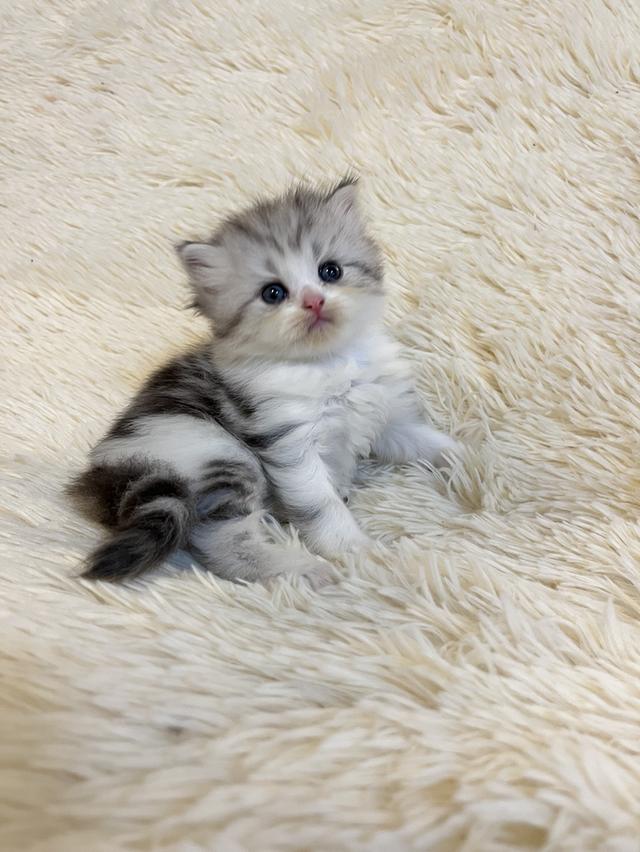 แมวสก๊อตติชแท้ 100 เปอเซ็น รูปที่ 19